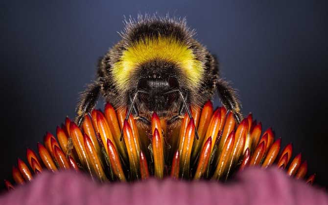 被蜜蜂蟄了如何處理