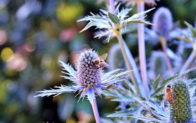 夢見蜜蜂是什么預(yù)兆? 夢見蜜蜂