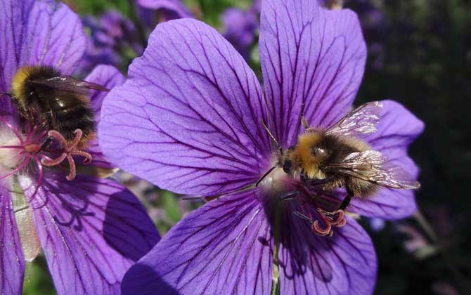 現(xiàn)在養(yǎng)蜜蜂有前景嗎? 養(yǎng)蜂前景