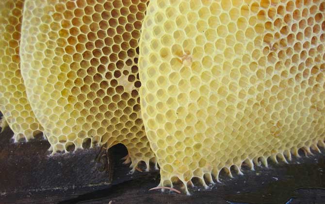 蜜蜂怎么養(yǎng)才不會逃跑? 養(yǎng)蜂