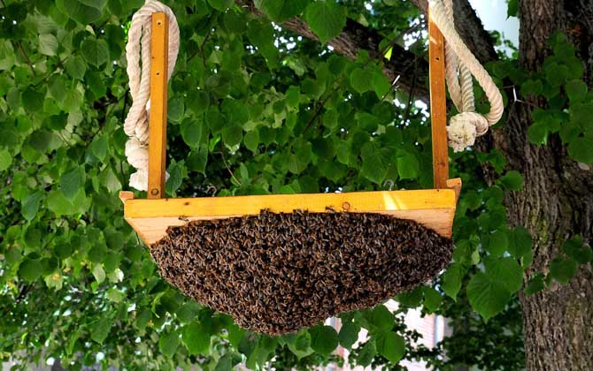 蜜蜂怎么養(yǎng)才不會逃跑? 養(yǎng)蜂