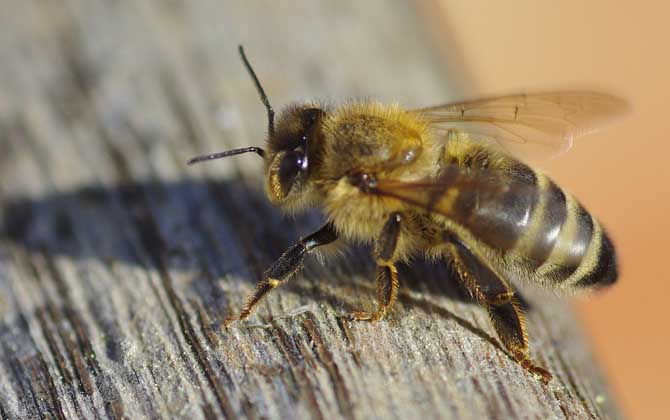 蜜蜂夏季管理技術視頻 蜜蜂夏季管理技術