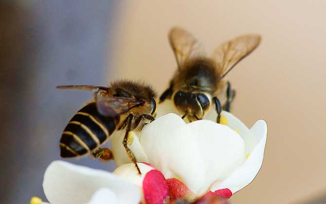 蜜蜂科 東方蜜蜂