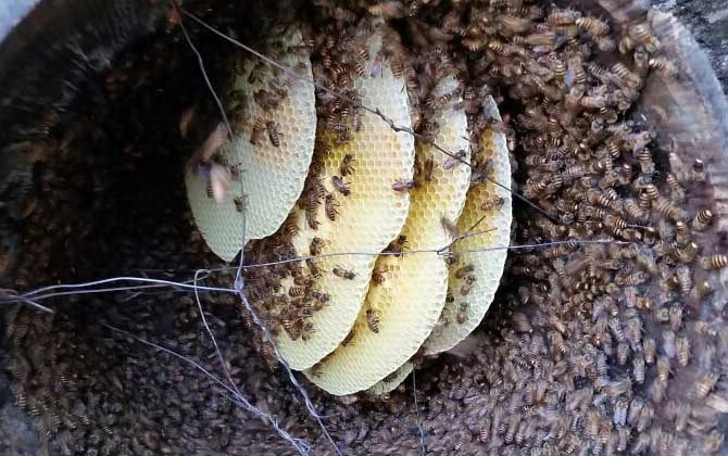 中華蜜蜂 中華蜜蜂