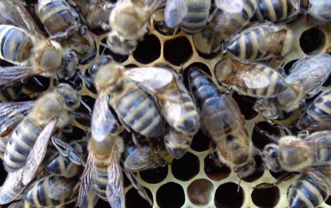 2019年東北黑蜂多少錢一箱? 東北黑蜂