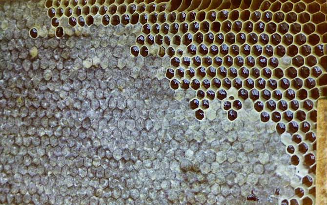 2021年養(yǎng)蜂有補貼嗎? 養(yǎng)蜂