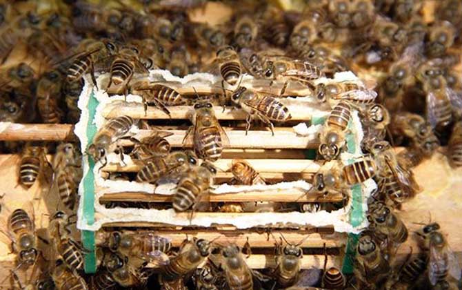 長白山中蜂哪里能買到? 長白山中蜂