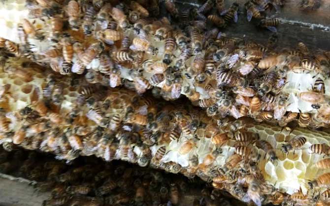 在農(nóng)村老家養(yǎng)蜜蜂要花多少錢? 養(yǎng)蜜蜂