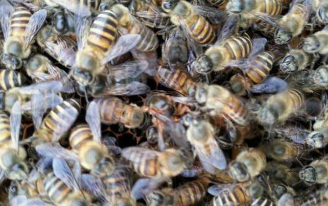 在農村可以養蜜蜂嗎? 養蜂