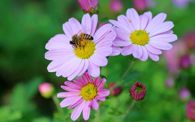 我國哪里的養(yǎng)蜂人最多? 養(yǎng)蜂