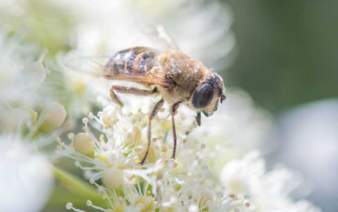 我國哪里的養(yǎng)蜂人最多? 養(yǎng)蜂