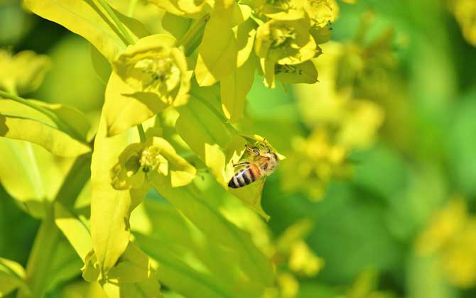 我國哪里的養(yǎng)蜂人最多? 養(yǎng)蜂