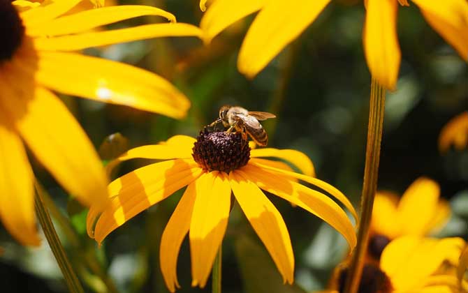 我國哪里的養(yǎng)蜂人最多? 養(yǎng)蜂