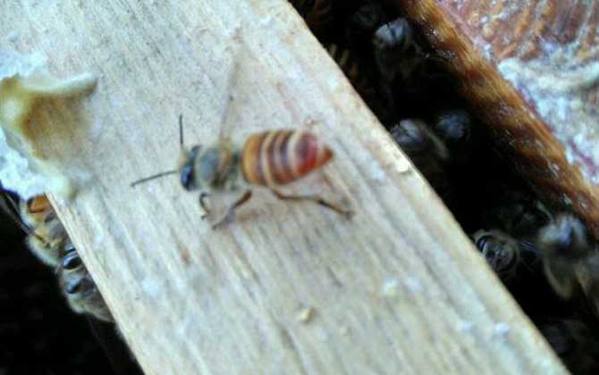 養蜂一年能掙二十多萬嗎? 養蜂