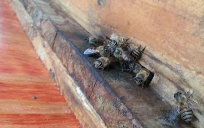 養(yǎng)20箱蜜蜂利潤有多少? 養(yǎng)蜂