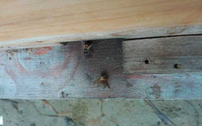 蜜蜂養殖100箱利潤有多少? 蜜蜂養殖