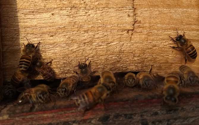 投資2萬(wàn)養(yǎng)蜜蜂有多少利潤(rùn)? 養(yǎng)蜂