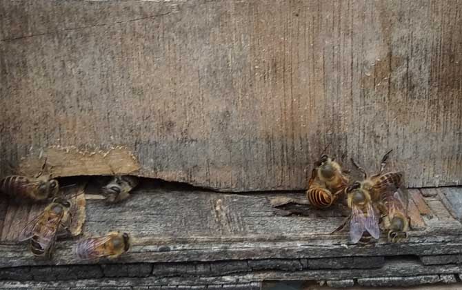 投資2萬(wàn)養(yǎng)蜜蜂有多少利潤(rùn)? 養(yǎng)蜂