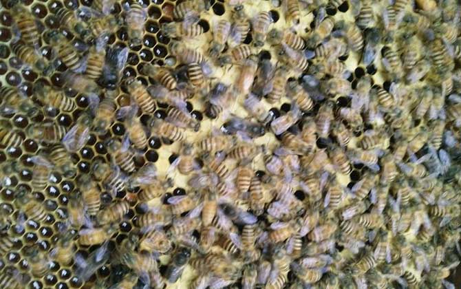 投資2萬(wàn)養(yǎng)蜜蜂有多少利潤(rùn)? 養(yǎng)蜂