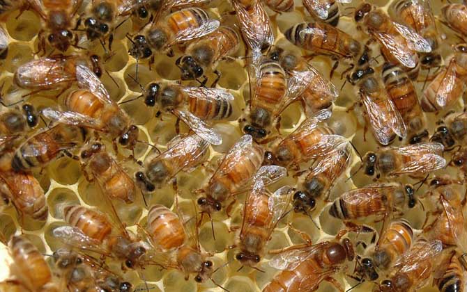 蜂王和蜂后的區(qū)別 蜂王和蜂后的區(qū)別