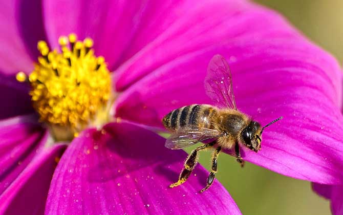 蜜蜂螫人后為什么會死? 蜜蜂