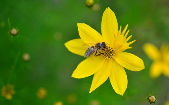 蜜蜂螫人后為什么會死? 蜜蜂