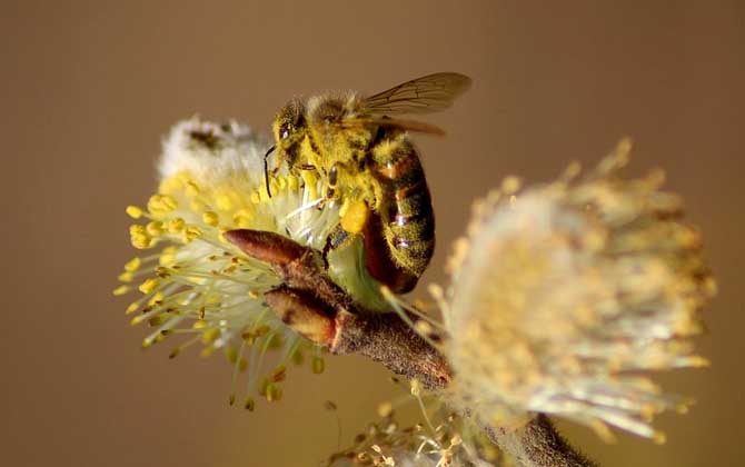 怎么知道附近有野生蜜蜂窩? 蜜蜂