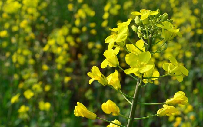 蜜源植物種類及圖片大全 油菜