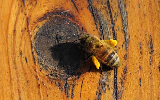蜂產(chǎn)品的種類及圖片大全 蜂花粉