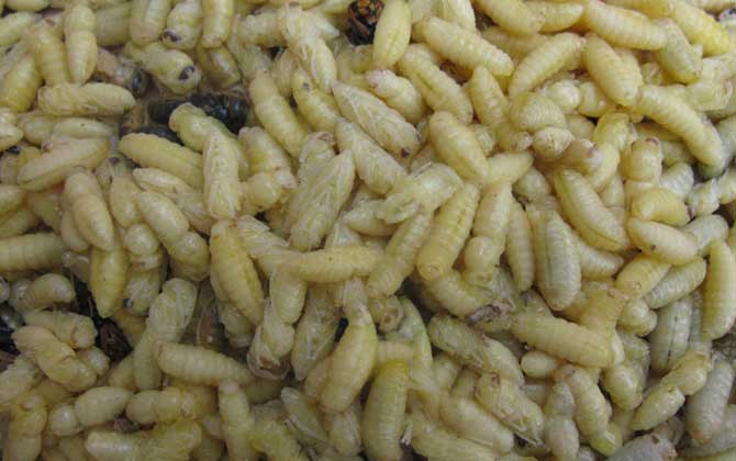 蜂產(chǎn)品的種類及圖片大全 蜂蛹