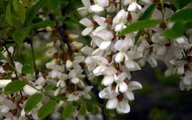 我國(guó)主要蜜源植物分布及花期 洋槐