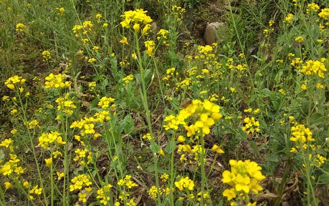 我國(guó)主要蜜源植物分布及花期 油菜