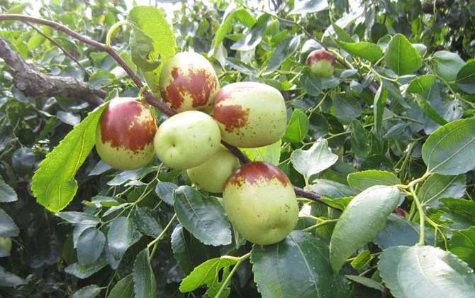 我國(guó)主要蜜源植物分布及花期 棗樹