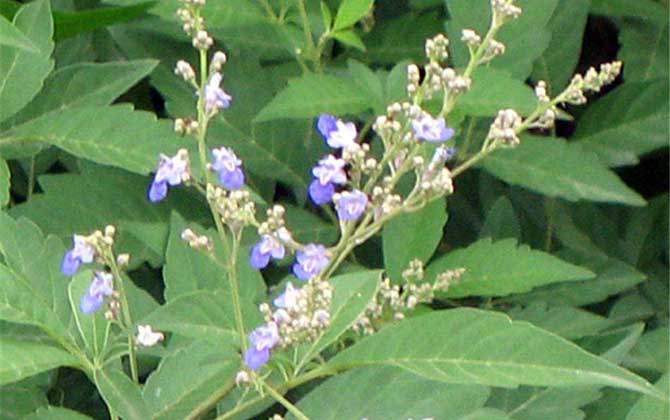 我國(guó)主要蜜源植物分布及花期 荊條