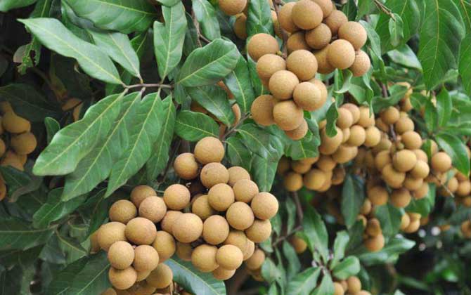 我國(guó)主要蜜源植物分布及花期 龍眼