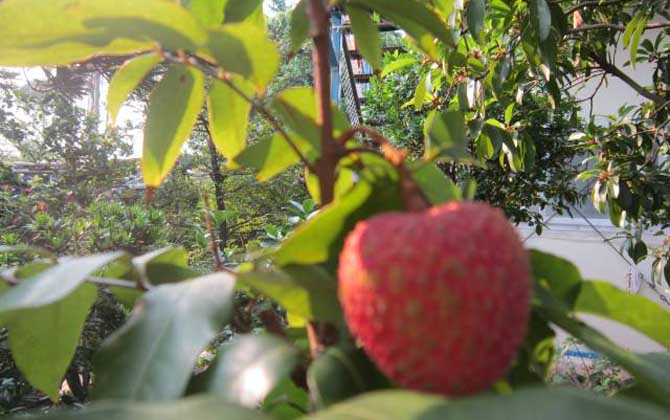 我國(guó)主要蜜源植物分布及花期 荔枝