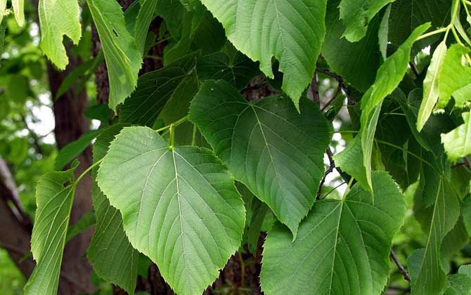 我國(guó)主要蜜源植物分布及花期 椴樹