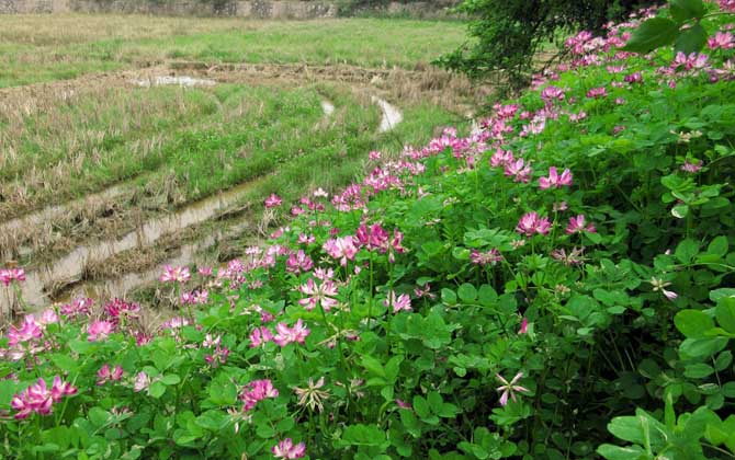 我國(guó)主要蜜源植物分布及花期 紫云英