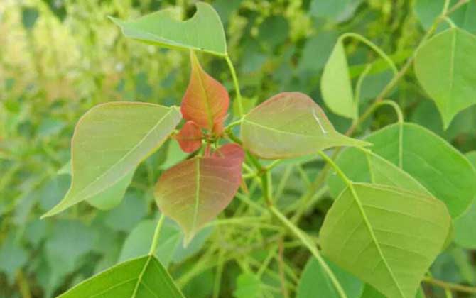 我國(guó)主要蜜源植物分布及花期 烏桕