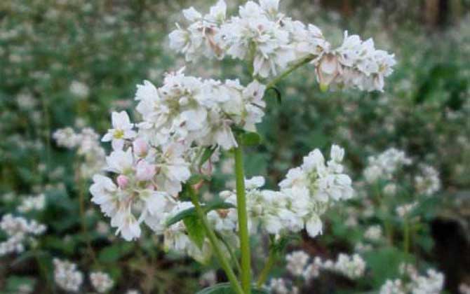 我國(guó)主要蜜源植物分布及花期 蕎麥