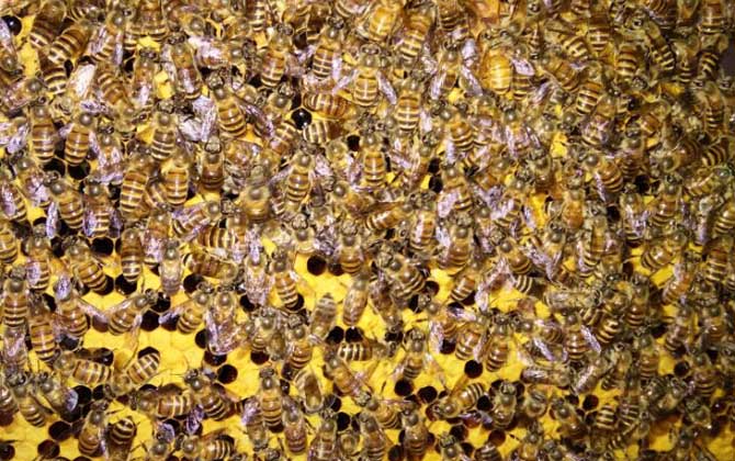 蜂王產卵后還會交尾嗎? 蜂王