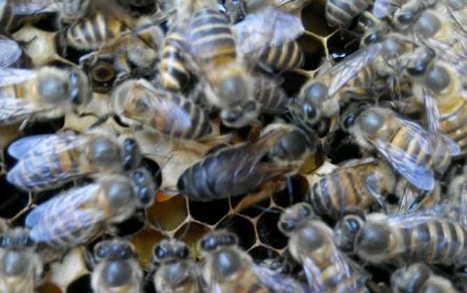 處女蜂王進(jìn)行幾次交尾? 處女蜂王