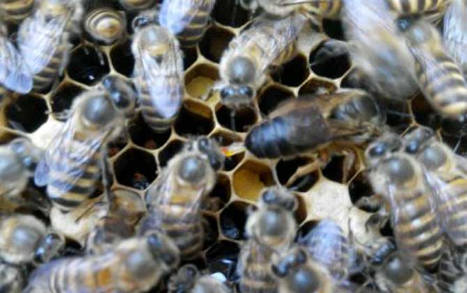 處女蜂王進(jìn)行幾次交尾? 處女蜂王