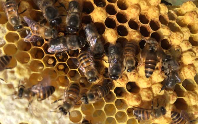 蜂王的產生是靠運氣嗎? 蜂王