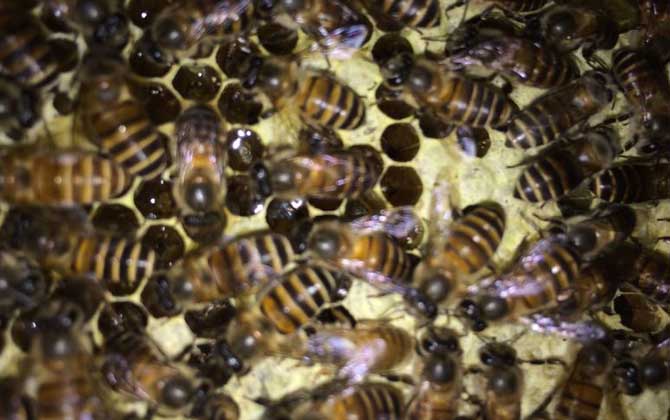 野蜜蜂是怎樣過冬的? 蜜蜂過冬