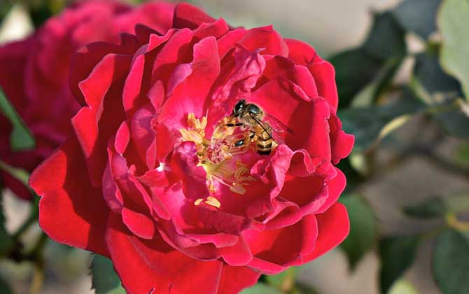 蜜蜂是昆蟲嗎? 蜜蜂