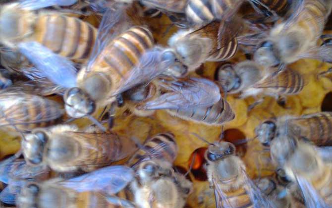 蜜蜂的壽命有多長? 蜜蜂