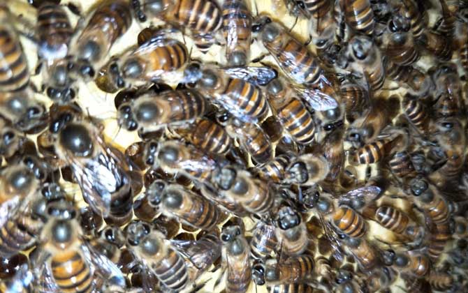 蜜蜂的壽命有多長? 蜜蜂