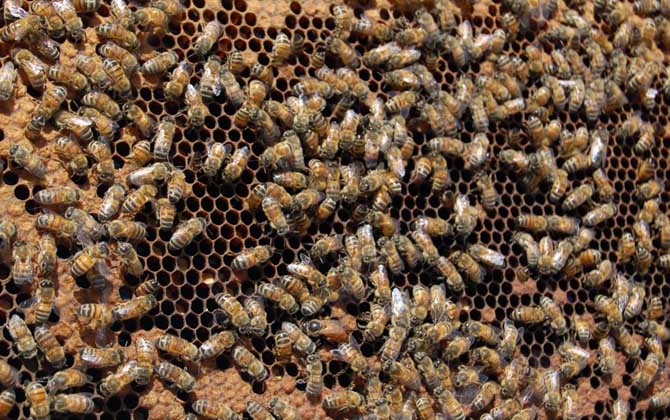 蜂王是公的還是母的? 蜂王