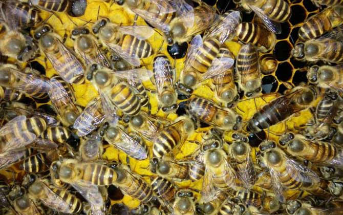 蜜蜂是怎樣自然分蜂的? 自然分蜂
